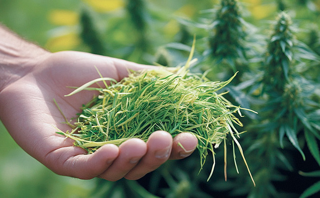 Скошенная трава в качестве удобрения для конопли