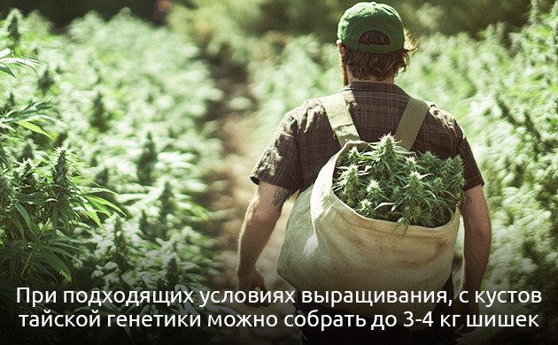 Климат для тайских ландрейсов Оптимальные условия для выращивания тайских ландрейсов