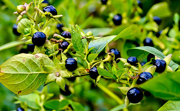 Основное средство в арсенале ведьм Белладонна