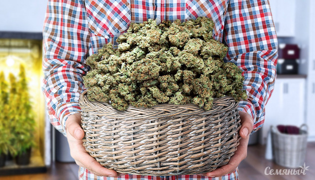 Большое колличество шишек в корзине