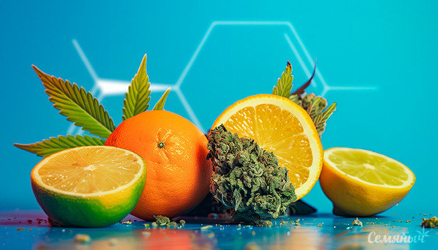 Новое исследование о воздействии терпенов конопли