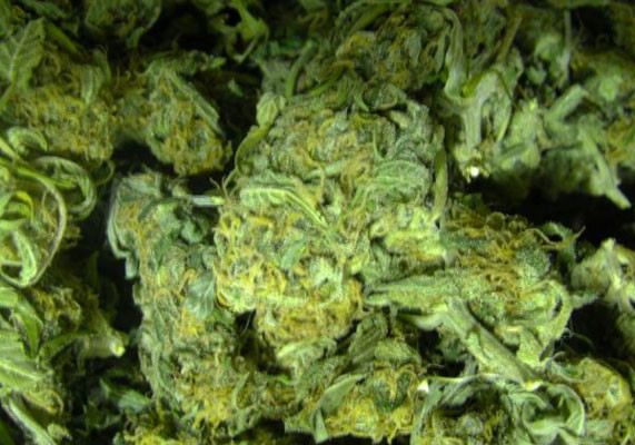 Дегустация сорта Black Jack Auto от Sweet Seeds Высушенные шишки Black Jack Auto