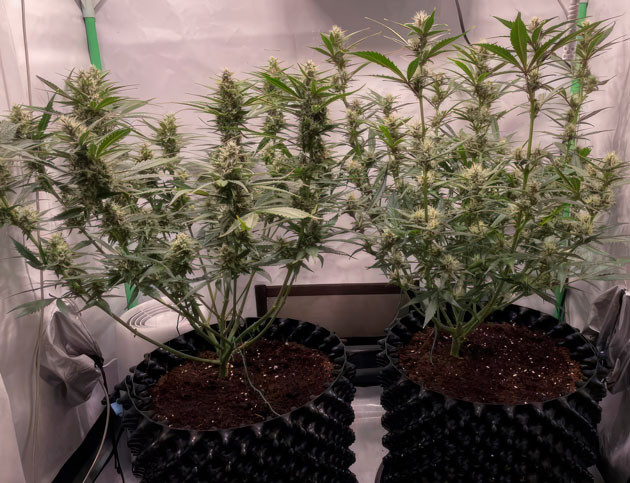 Кусты Apricot Auto от FastBuds на 7 неделе выращивания