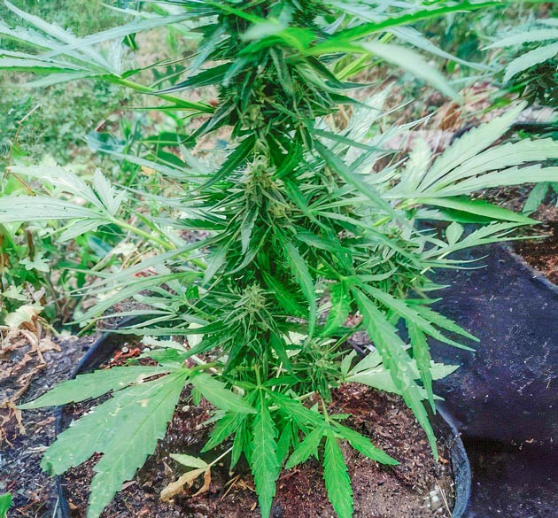 Промывка марихуаны 10 неделя роста Titan F1 Auto