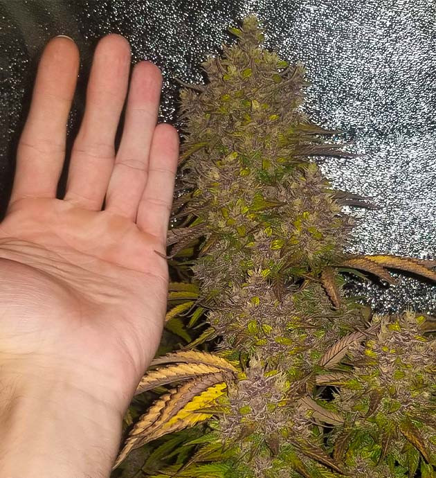 подготовка к харвесту Purple Juice Auto