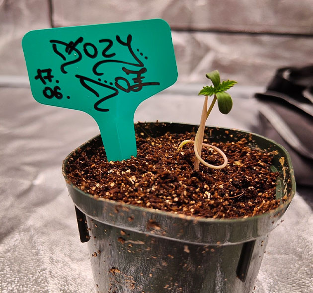 Гроурепорт сорта Dozy Doz Dozy Doz дневник по выращиванию