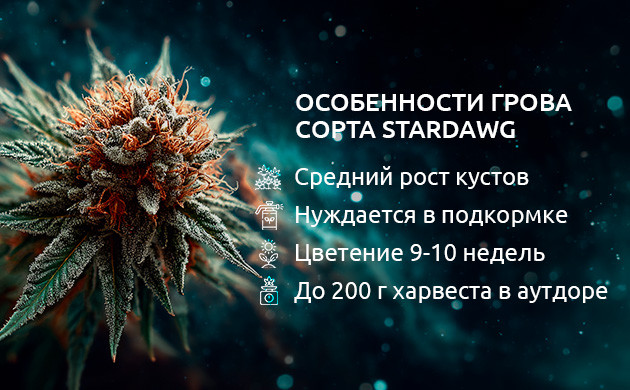 Выращивание сорта каннабиса Stardawg