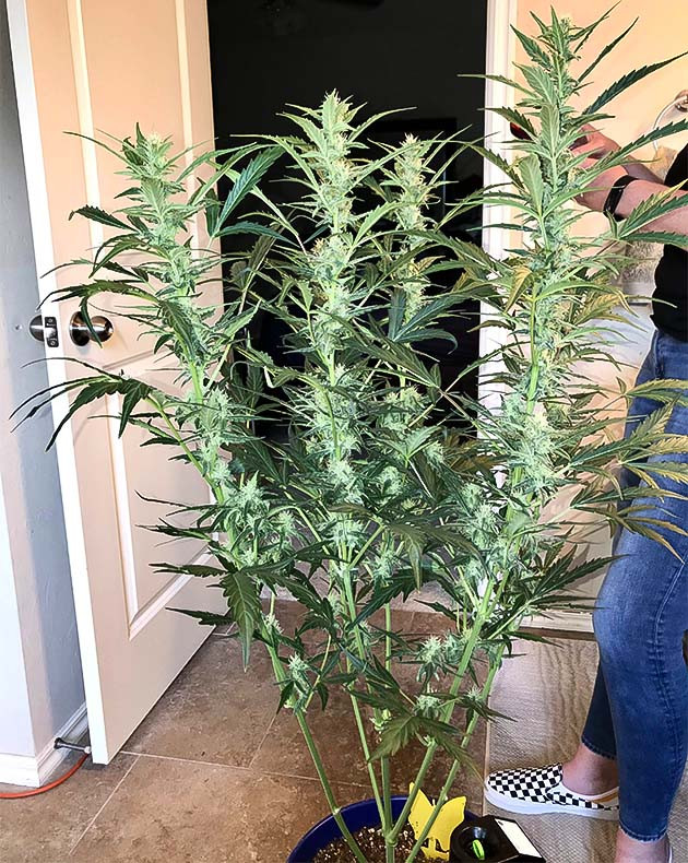 Кусты Auto Chocolate Skunk в горшках