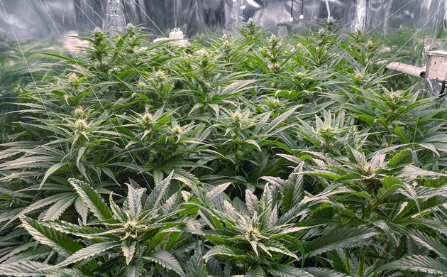 Растяжка ветвей подвесами по гроуруму 