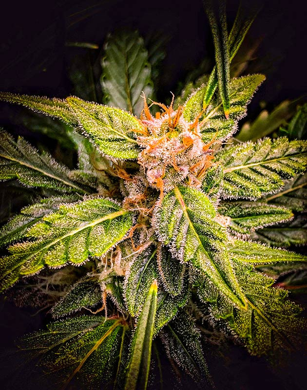 Цветение куста Auto Cinderella Jack