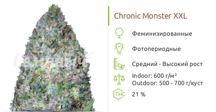 Сорт марихуаны Chronic Monster XXL Chronic Monster XXL от Victory Seeds