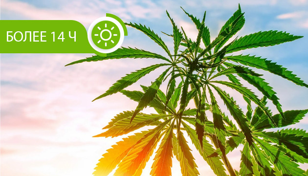 Световой день более 14 часов