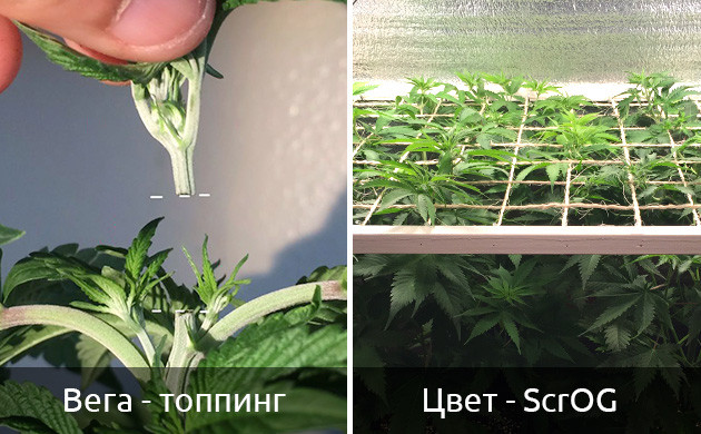 Тренировки растений для повышения урожайности