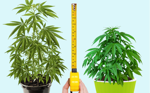 Сравнение высоты двух кустов