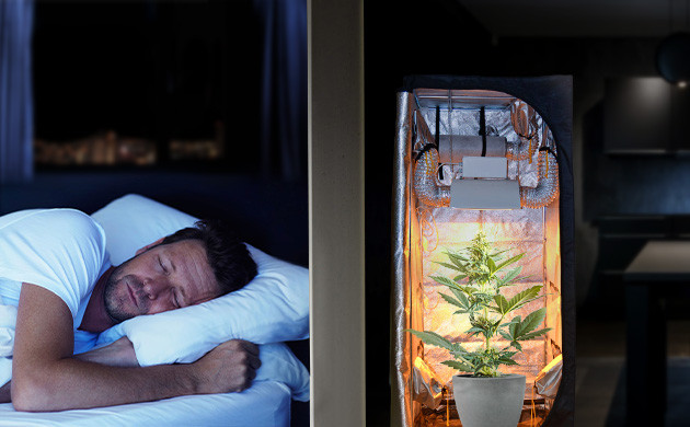 Выращивание конопли, когда все спят