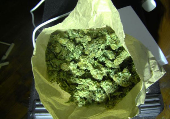 Просушка урожая марихуаны Собранный урожай Black Jack Auto