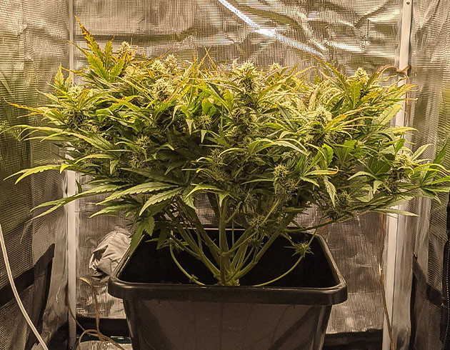 Появление соцветий фиолетового цвета Фиолетовое соцветие Critical Kush Auto