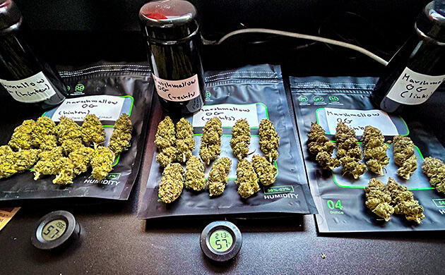 Собранные шишки конопли