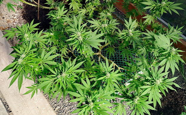 Наблюдение за развитием каннабиса в теплице