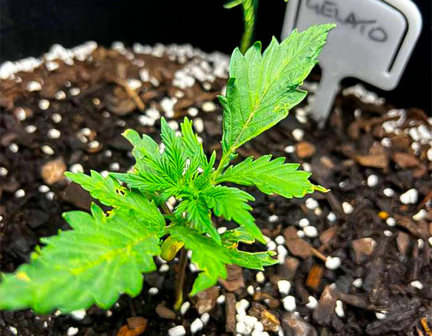 Росток Gelato от Blimburn Seeds на 1 неделе