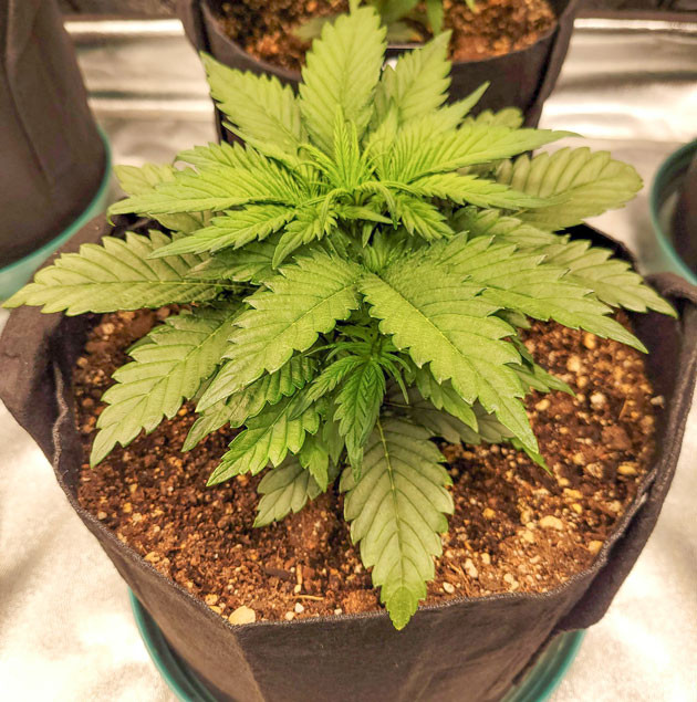 Подготовка куста Ztrawberriez Auto к цветению