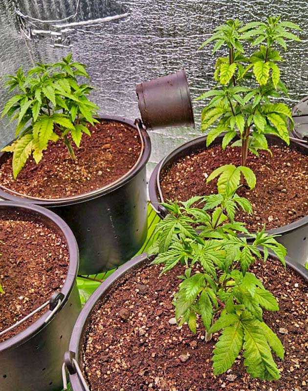 Пожелтевшие листья каннабиса