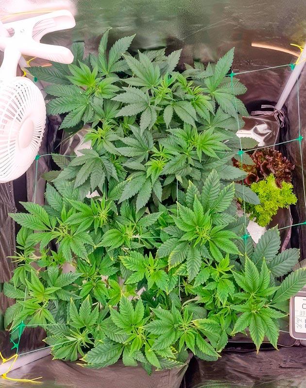 Кусты Poddy Mouth от Humboldt Seed Company на 7 неделе