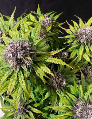 Желтый окрас листьев от дефицита магния