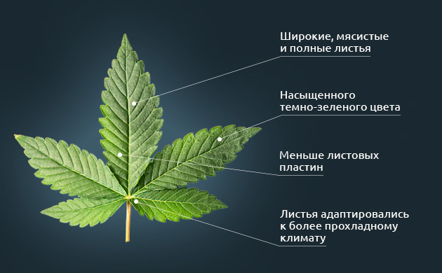 Листья сортов Индики