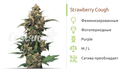 Strawberry Cough fem (Dutch Passion)