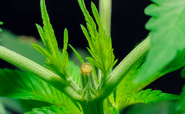 Тренировки саженцев сативы Формирование кроны сативы