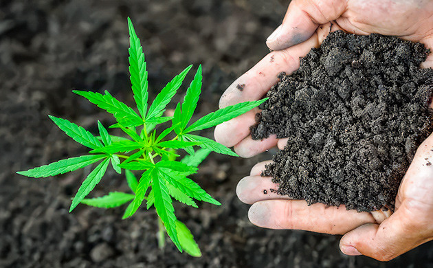 Поверхностная подкормка: путь к урожайности Органические удобрения для долгосрочного питания