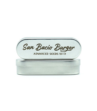 San Bacio Burger fem (Advanced Seeds)
