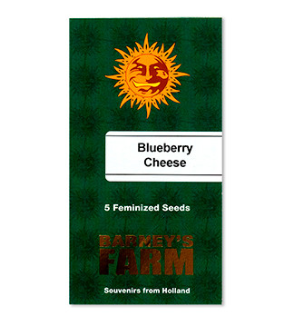 Blueberry Cheese (Blue Cheese) fem (Barney's Farm)