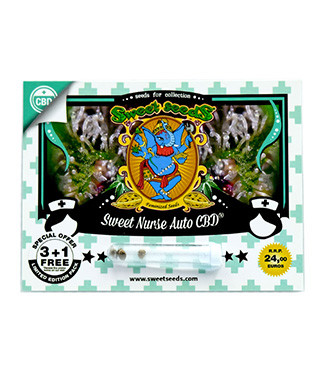 Sweet Nurse Auto CBD fem (Sweet Seeds)