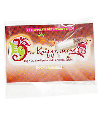 Chocolate Orange Auto fem (Dr. Krippling Seeds)