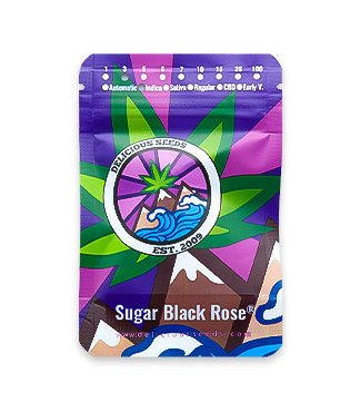 Sugar Black Rose fem (Delicious Seeds)