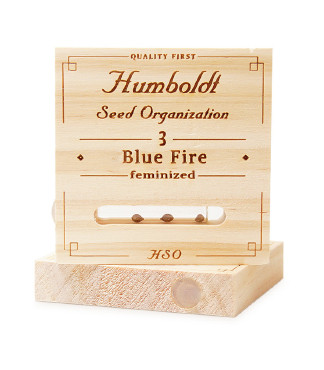 Blue Fire fem (Humboldt Seeds)
