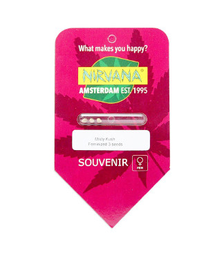 Misty Kush fem (Nirvana Seeds)