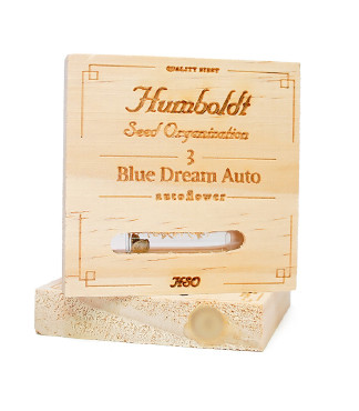 Blue Dream Auto fem (Humboldt Seeds)