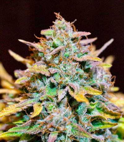 Семена сорта Durban Poison Auto fem от Humboldt Seed Company