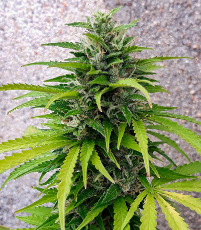 Семена сорта Totally Alpha OG Auto fem (AlphaFem Seeds)