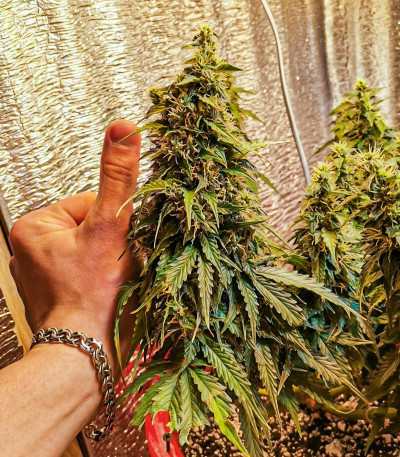 Семена сорта Auto Ak (Auto Ak 47) fem (Семяныч)