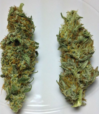 Delicious Candy Early Version шишки