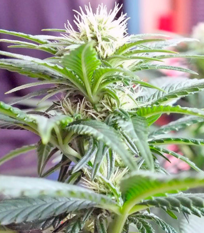 Семена сорта Ladyburn 1974 fem