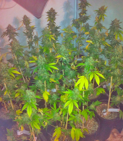 Семена конопли Moby Dick