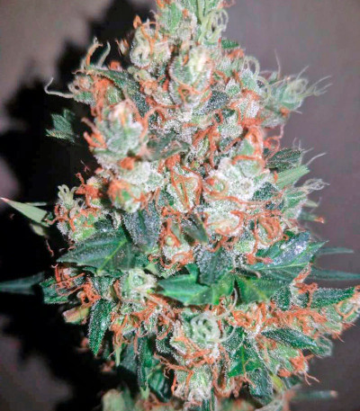 Семена сорта Sweet Cheese fem (Sweet Seeds)