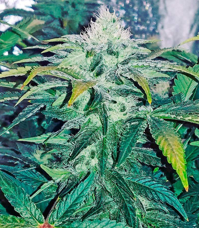 Семена сорта BlackJack fem (Nirvana Seeds)