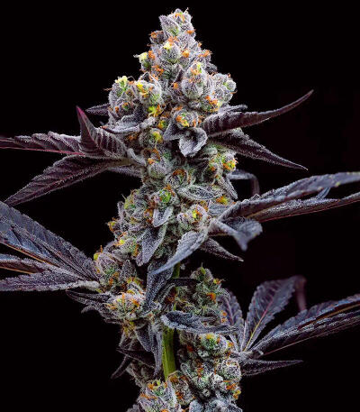 Семена сорта Garlic Cookies fem