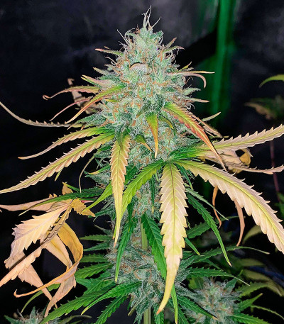 Семена сорта LSD 2 Auto fem (Семяныч)